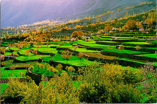 Cherry Blossom Tour to Hunza Valley